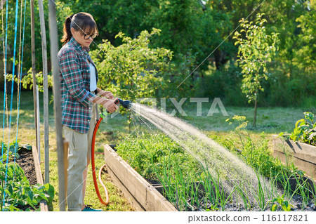 Woman watering vegetable plants on raised garden bed with hose 116117821