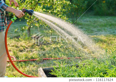 Close up of hand with hose watering green herbs plants on raised garden bed Close up of hand with hose watering green herbs plants on raised garden bed 116117824