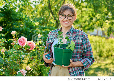 Woman with pot rooting rose cuttings, rooting, growing new plants from cuttings Woman with pot rooting rose cuttings, rooting, growing new plants from cuttings 116117827