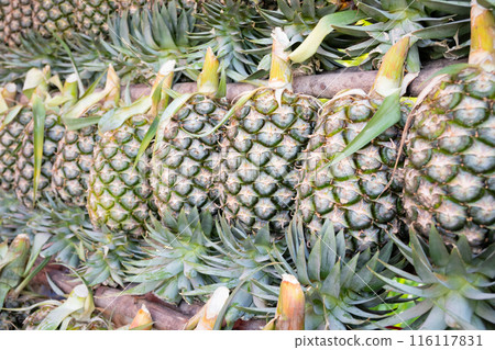 pineapple on the shelf for sale in the fruit market pineapple on the shelf for sale in the fruit market 116117831