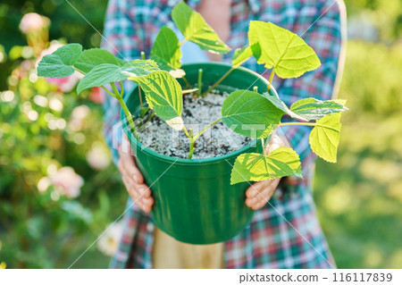 Rooting hydrangea cuttings, growing new plants from cuttings Rooting hydrangea cuttings, growing new plants from cuttings 116117839