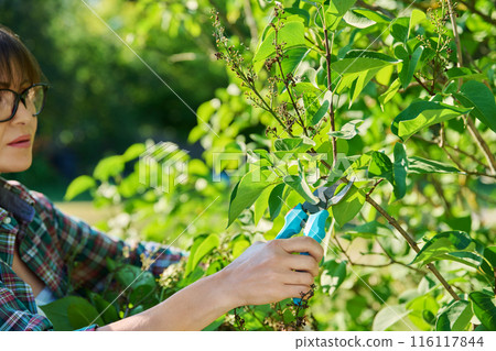 Woman with garden pruning shears cutting dry flowers lilac 116117844