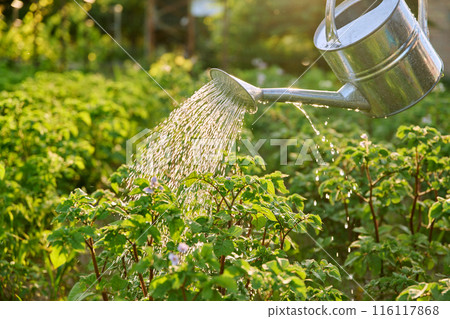 Close-up of watering can in hands watering young potato plants 116117868