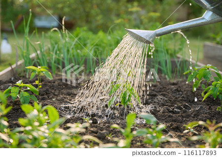 Close-up of watering can in hands watering sweet bell pepper plants 116117893