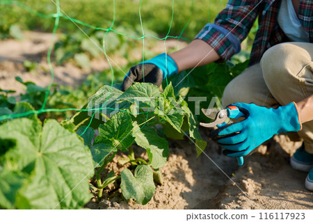 Close-up of cucumber plant and hands with pruning shears shaping plant Close-up of cucumber plant and hands with pruning shears shaping plant 116117923