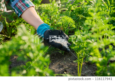 Close up of mineral fertilizers in hands, fertilizing carrot plant Close up of mineral fertilizers in hands, fertilizing carrot plant 116117941