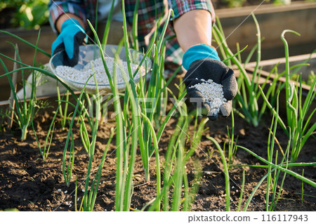 Close up of mineral fertilizers in hands, fertilizing onion plant Close up of mineral fertilizers in hands, fertilizing onion plant 116117943