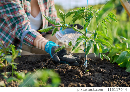 Close up of mineral fertilizers in hands, fertilizing tomato plant Close up of mineral fertilizers in hands, fertilizing tomato plant 116117944