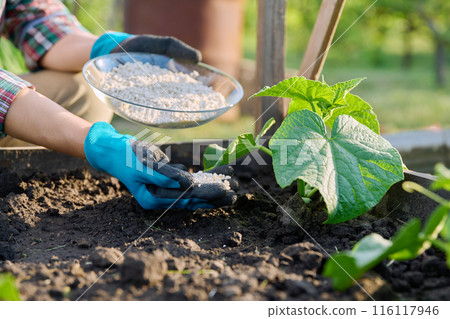 Close up of mineral fertilizers in hands, fertilizing cucumber plant Close up of mineral fertilizers in hands, fertilizing cucumber plant 116117946