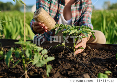 Close-up of woman tying tomato plants outdoors in high wooden garden box Close-up of woman tying tomato plants outdoors in high wooden garden box 116117948