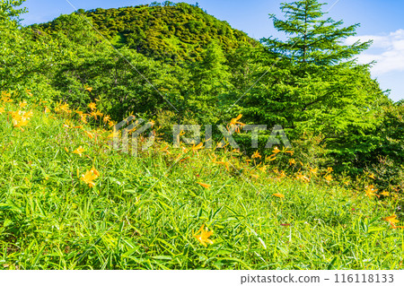 [Tochigi Prefecture] Scenery near Komaruyama Observatory in Nikko, Kirifuri Highlands 116118133