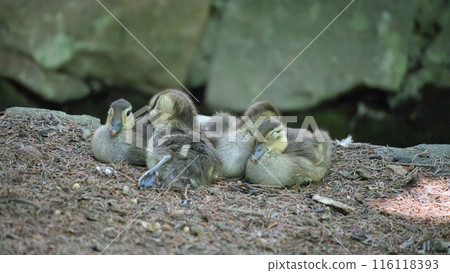 Ducklings are gathering on land 116118393