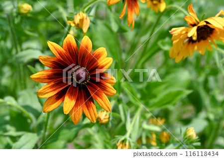 黃色Ludoviche花 116118434