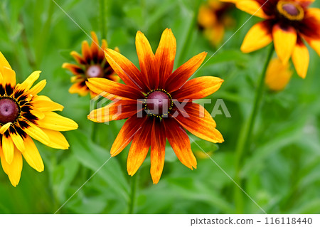 黃色Ludoviche花 黃色Ludoviche花 116118440