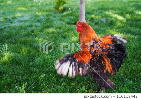 big beautiful rooster in grass in a meadow on a poultry farm in the summer in village big beautiful rooster in grass in a meadow on a poultry farm in the summer in village 116118442