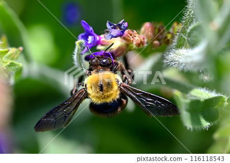 A bear sucking a flower nectar A bear sucking a flower nectar 116118543
