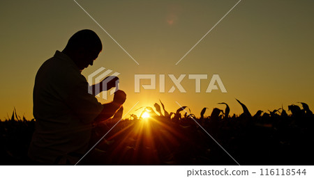 Silhouette of a farmer studying corn sprouts at sunset. 116118544