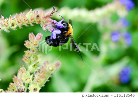 A bear sucking a flower nectar 116118546