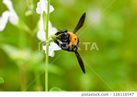 吮花花蜜的熊 吮花花蜜的熊 116118547