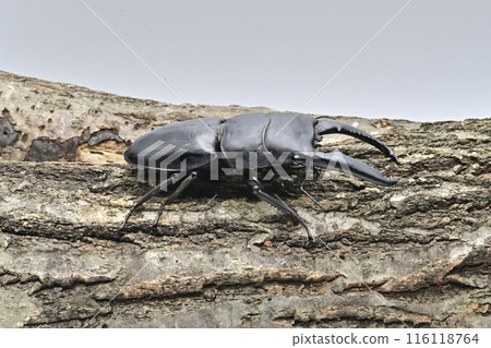 Palawan giant stag beetle 116118764