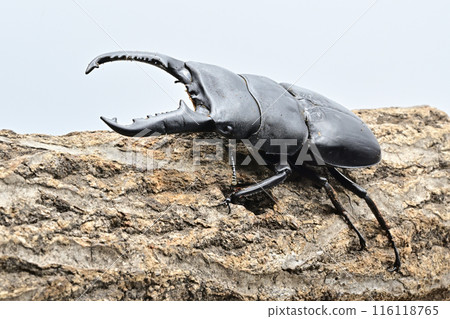 Palawan giant stag beetle 116118765