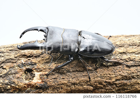 Palawan giant stag beetle 116118766