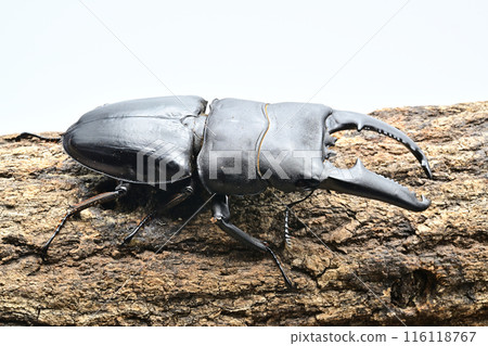 Palawan giant stag beetle Palawan giant stag beetle 116118767