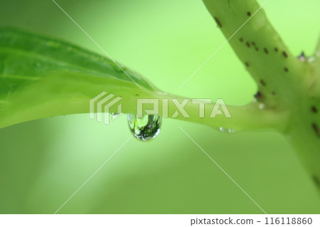 Shizuku Shizuku 116118860