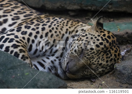 The leopard tiger is rest in rock garden The leopard tiger is rest in rock garden 116119501
