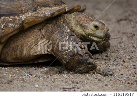 Close up head Sulcata tortoise in the garden at thailand 116119517