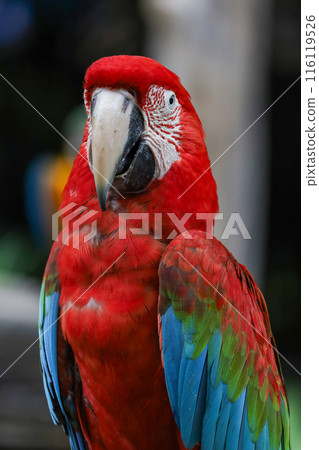 Close up head the red macaw parrot bird in garden 116119526