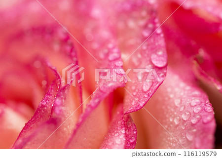 Pink rose flower with water drops. Water drops on rose. Flower background 116119579