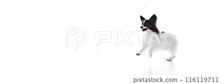 Happy, smiling little pet, adorable purebred Papillon dog running with tongue sticking out, playing isolated on white background. Happy, smiling little pet, adorable purebred Papillon dog running with tongue sticking out, playing isolated on white background. 116119711