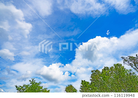 Summer clouds and trees 116119948