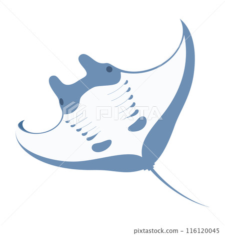 蝠鱝插畫_蝠鱝 蝠鱝插畫_蝠鱝 116120045