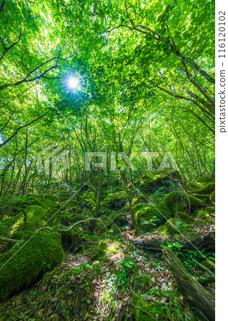 [苔蘚的名勝] Yamainudake [上勝町] 116120102