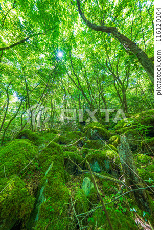 [Famous place for moss] Yamainudake [Kamikatsu Town] 116120104