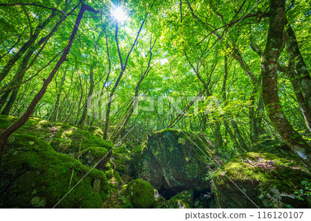 [Famous place for moss] Yamainudake [Kamikatsu Town] 116120107