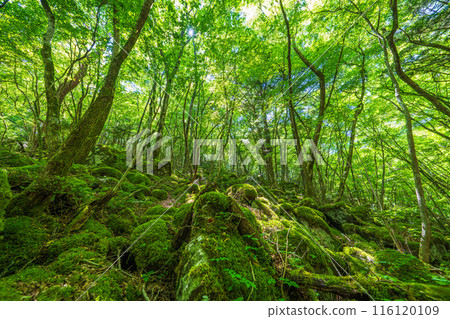 [苔蘚的名勝] Yamainudake [上勝町] 116120109