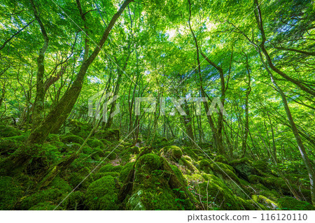 [苔蘚的名勝] Yamainudake [上勝町] 116120110