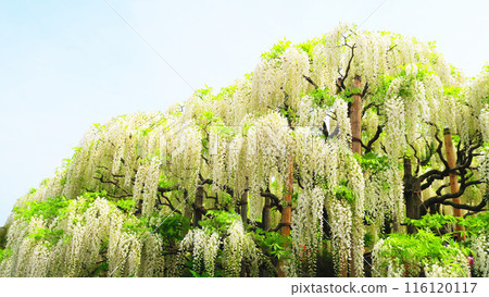 Beautiful scenery of white wisteria flowers (Ashikaga Flower Park) 116120117