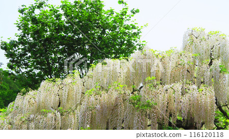 Beautiful scenery of white wisteria flowers (Ashikaga Flower Park) 116120118