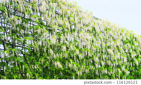 Beautiful scenery of white wisteria flowers (Ashikaga Flower Park) 116120121