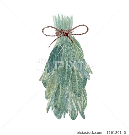 A bunch of sage plant watercolor illustration isolated on white. High quality hand painted wild herb illustration for cards, packages, oil infusions, folk medicine recipes and herbal guides design 116120140
