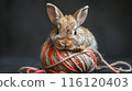 Brown Bunny Resting on Ball of Yarn Against Dark Background 116120403