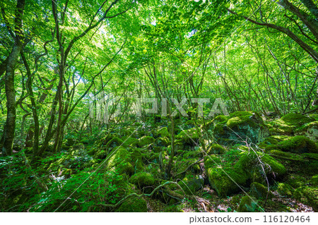 [Famous place for moss] Yamainudake [Kamikatsu Town] 116120464