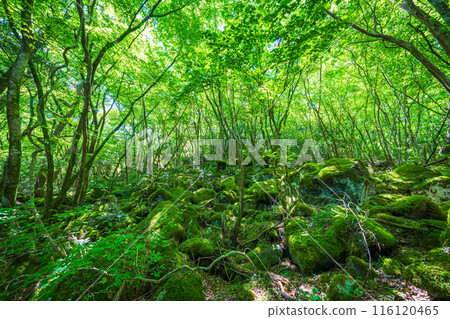 [Famous place for moss] Yamainudake [Kamikatsu Town] 116120465