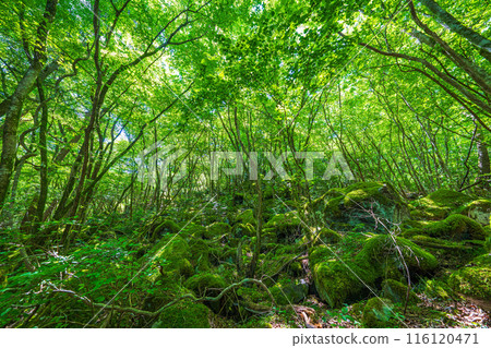 [苔蘚的名勝] Yamainudake [上勝町] 116120471