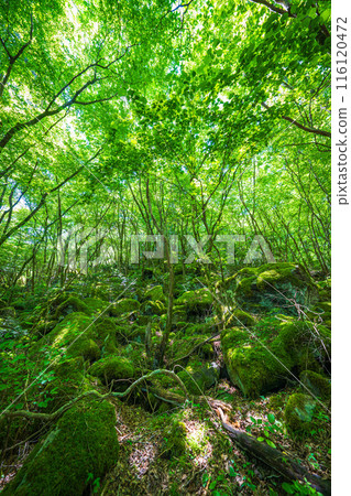 [Famous place for moss] Yamainudake [Kamikatsu Town] 116120472
