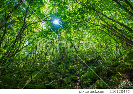 [Famous place for moss] Yamainudake [Kamikatsu Town] 116120475